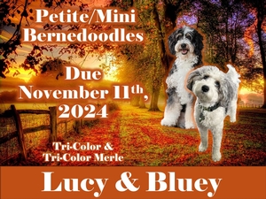 Mini Bernedoodles (Lucy & Bluey)